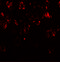 Chromodomain Helicase DNA Binding Protein 7 antibody, 6441, ProSci, Immunofluorescence image 