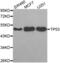 p53 antibody, abx002285, Abbexa, Western Blot image 
