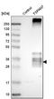 Tetraspanin 7 antibody, HPA003140, Atlas Antibodies, Western Blot image 