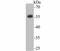 CD27 Molecule antibody, NBP2-75434, Novus Biologicals, Western Blot image 