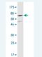 Cadherin 11 antibody, H00001009-M02-100ug, Novus Biologicals, Western Blot image 