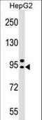 Adaptor Related Protein Complex 4 Subunit Beta 1 antibody, LS-C159083, Lifespan Biosciences, Western Blot image 