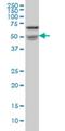 NOVA Alternative Splicing Regulator 1 antibody, H00004857-M07, Novus Biologicals, Western Blot image 