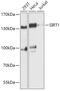 Sirtuin 1 antibody, GTX17532, GeneTex, Western Blot image 