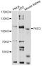 Polycystin 2, Transient Receptor Potential Cation Channel antibody, STJ25010, St John