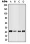 G Protein-Coupled Receptor 17 antibody, orb213994, Biorbyt, Western Blot image 