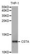 Cystatin A antibody, A5686, ABclonal Technology, Western Blot image 