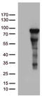 Zinc Finger Protein 317 antibody, TA812519S, Origene, Western Blot image 