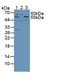 Serine Palmitoyltransferase Long Chain Base Subunit 1 antibody, abx131165, Abbexa, Western Blot image 