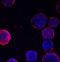 Hemoglobin Subunit Zeta antibody, MAB7708, R&D Systems, Immunohistochemistry frozen image 