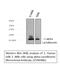 Lactalbumin Alpha antibody, M04858, Boster Biological Technology, Western Blot image 