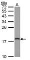 Prefoldin Subunit 5 antibody, NBP1-31643, Novus Biologicals, Western Blot image 