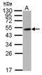 WW Domain Containing Oxidoreductase antibody, NBP1-33456, Novus Biologicals, Western Blot image 