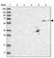 Zinc Finger Protein 677 antibody, PA5-55187, Invitrogen Antibodies, Western Blot image 