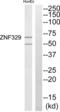 Zinc Finger Protein 329 antibody, abx015048, Abbexa, Western Blot image 