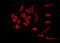 Prostaglandin D2 receptor antibody, GTX00620, GeneTex, Immunofluorescence image 