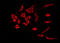 Prostaglandin D2 Receptor antibody, GTX00620, GeneTex, Immunofluorescence image 