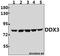 DEAD-Box Helicase 3 X-Linked antibody, A00751S63, Boster Biological Technology, Western Blot image 