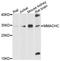 Metabolism Of Cobalamin Associated C antibody, abx126165, Abbexa, Western Blot image 