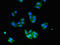 Ubiquitin Specific Peptidase 33 antibody, LS-C399707, Lifespan Biosciences, Immunofluorescence image 