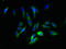 Alpha-1-Microglobulin/Bikunin Precursor antibody, orb238633, Biorbyt, Immunofluorescence image 
