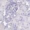 Corneodesmosin antibody, NBP2-47501, Novus Biologicals, Immunohistochemistry paraffin image 