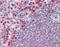 Hexokinase 3 antibody, 48-060, ProSci, Immunohistochemistry paraffin image 
