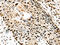 Transaldolase 1 antibody, CSB-PA977634, Cusabio, Immunohistochemistry paraffin image 