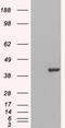 GRB2 Related Adaptor Protein 2 antibody, orb18380, Biorbyt, Western Blot image 