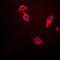 Synuclein Beta antibody, LS-C352861, Lifespan Biosciences, Immunofluorescence image 
