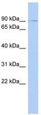 Zinc Finger Protein 510 antibody, TA339475, Origene, Western Blot image 