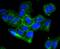 ATPase Na+/K+ Transporting Subunit Alpha 1 antibody, A00956-3, Boster Biological Technology, Immunocytochemistry image 