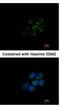 Aldehyde Dehydrogenase 5 Family Member A1 antibody, NBP1-32970, Novus Biologicals, Immunocytochemistry image 