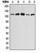 Solute Carrier Family 4 Member 9 antibody, orb215312, Biorbyt, Western Blot image 