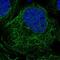 NME/NM23 Family Member 8 antibody, PA5-53967, Invitrogen Antibodies, Immunofluorescence image 