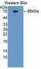 Chondroitin Sulfate Proteoglycan 4 antibody, LS-C295337, Lifespan Biosciences, Western Blot image 