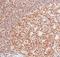 Protein Kinase, DNA-Activated, Catalytic Subunit antibody, NB600-1203, Novus Biologicals, Immunohistochemistry frozen image 