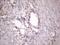 Inhibitor Of Nuclear Factor Kappa B Kinase Subunit Epsilon antibody, NBP2-46047, Novus Biologicals, Immunohistochemistry frozen image 