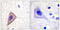 Potassium Voltage-Gated Channel Subfamily A Member 3 antibody, LS-C117977, Lifespan Biosciences, Immunohistochemistry paraffin image 