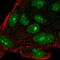 Chromosome 14 Open Reading Frame 39 antibody, HPA059518, Atlas Antibodies, Immunofluorescence image 