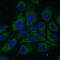 ELOVL Fatty Acid Elongase 4 antibody, FNab02747, FineTest, Immunofluorescence image 