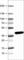 Ubiquitin Specific Peptidase 46 antibody, AMAb90722, Atlas Antibodies, Western Blot image 