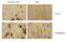 TNF Receptor Superfamily Member 17 antibody, NBP1-97637, Novus Biologicals, Immunohistochemistry paraffin image 