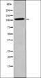 Olfactory Receptor Family 4 Subfamily C Member 45 (Gene/Pseudogene) antibody, orb335636, Biorbyt, Western Blot image 