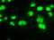 Small RNA Binding Exonuclease Protection Factor La antibody, LS-B10013, Lifespan Biosciences, Immunofluorescence image 