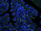 Integrin Subunit Alpha 5 antibody, orb222105, Biorbyt, Immunocytochemistry image 