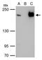 B-TFIID TATA-Box Binding Protein Associated Factor 1 antibody, GTX106359, GeneTex, Immunoprecipitation image 