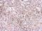 Galectin 9 antibody, PA5-32252, Invitrogen Antibodies, Immunohistochemistry paraffin image 
