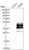 Sodium Voltage-Gated Channel Beta Subunit 4 antibody, HPA017293, Atlas Antibodies, Western Blot image 