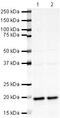 Ubiquitin Conjugating Enzyme E2 I antibody, PA5-19561, Invitrogen Antibodies, Western Blot image 